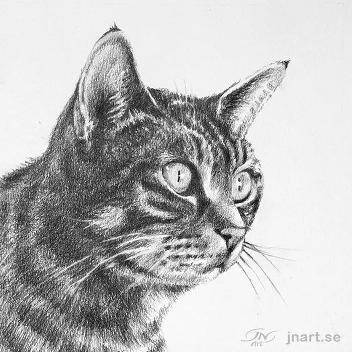 Bestalla-djurportratt-katt-blyerts-JNArt
